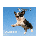 感情ゆたか！コーギー子犬スタンプ（個別スタンプ：13）