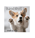 感情ゆたか！コーギー子犬スタンプ（個別スタンプ：16）