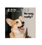 感情ゆたか！コーギー子犬スタンプ（個別スタンプ：25）