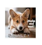 感情ゆたか！コーギー子犬スタンプ（個別スタンプ：26）