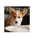 感情ゆたか！コーギー子犬スタンプ（個別スタンプ：27）