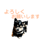 黒柴ちゃん、のんびり日和（個別スタンプ：14）