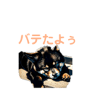 黒柴ちゃん、のんびり日和（個別スタンプ：28）