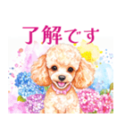 水彩を感じるトイプードルスタンプ（個別スタンプ：6）