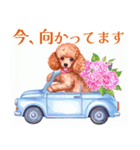 水彩を感じるトイプードルスタンプ（個別スタンプ：11）