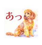 水彩を感じるトイプードルスタンプ（個別スタンプ：34）