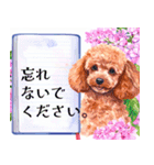 水彩を感じるトイプードルスタンプ（個別スタンプ：36）