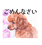水彩を感じるトイプードルスタンプ（個別スタンプ：37）
