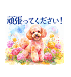 水彩を感じるトイプードルスタンプ（個別スタンプ：39）
