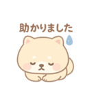 癒しのもちふわ豆柴スタンプ（個別スタンプ：16）