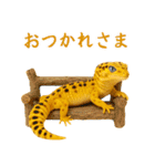 レオパ～な日常（個別スタンプ：4）
