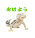 レオパ～な日常（個別スタンプ：5）