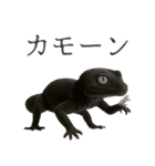 レオパ～な日常（個別スタンプ：16）