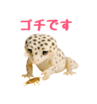 レオパ～な日常（個別スタンプ：18）