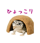 レオパ～な日常（個別スタンプ：26）