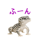 レオパ～な日常（個別スタンプ：27）