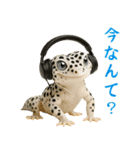 レオパ～な日常（個別スタンプ：33）