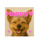 ヨーキーのハッピーさら（個別スタンプ：5）