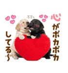 毎日使える！感情豊かなラブラドール（個別スタンプ：1）