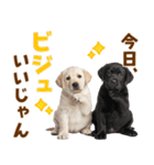 毎日使える！感情豊かなラブラドール（個別スタンプ：2）