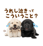 毎日使える！感情豊かなラブラドール（個別スタンプ：3）