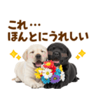 毎日使える！感情豊かなラブラドール（個別スタンプ：6）