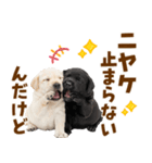 毎日使える！感情豊かなラブラドール（個別スタンプ：10）