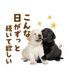 毎日使える！感情豊かなラブラドール（個別スタンプ：11）