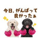 毎日使える！感情豊かなラブラドール（個別スタンプ：12）