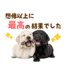 毎日使える！感情豊かなラブラドール（個別スタンプ：13）