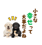 毎日使える！感情豊かなラブラドール（個別スタンプ：14）