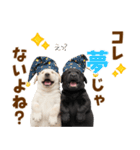 毎日使える！感情豊かなラブラドール（個別スタンプ：15）
