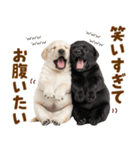 毎日使える！感情豊かなラブラドール（個別スタンプ：16）