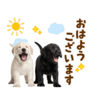 毎日使える！感情豊かなラブラドール（個別スタンプ：17）