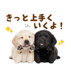 毎日使える！感情豊かなラブラドール（個別スタンプ：19）