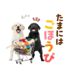 毎日使える！感情豊かなラブラドール（個別スタンプ：20）