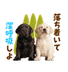 毎日使える！感情豊かなラブラドール（個別スタンプ：22）