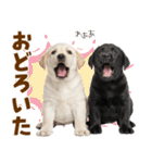 毎日使える！感情豊かなラブラドール（個別スタンプ：24）