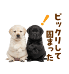 毎日使える！感情豊かなラブラドール（個別スタンプ：25）