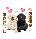 毎日使える！感情豊かなラブラドール（個別スタンプ：27）