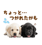 毎日使える！感情豊かなラブラドール（個別スタンプ：28）