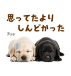 毎日使える！感情豊かなラブラドール（個別スタンプ：29）