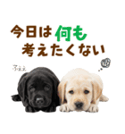 毎日使える！感情豊かなラブラドール（個別スタンプ：30）