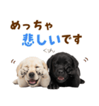 毎日使える！感情豊かなラブラドール（個別スタンプ：31）