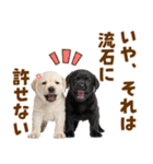 毎日使える！感情豊かなラブラドール（個別スタンプ：32）