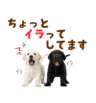 毎日使える！感情豊かなラブラドール（個別スタンプ：33）