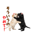 毎日使える！感情豊かなラブラドール（個別スタンプ：34）