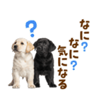 毎日使える！感情豊かなラブラドール（個別スタンプ：35）
