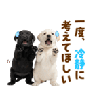 毎日使える！感情豊かなラブラドール（個別スタンプ：36）