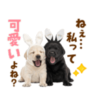 毎日使える！感情豊かなラブラドール（個別スタンプ：37）